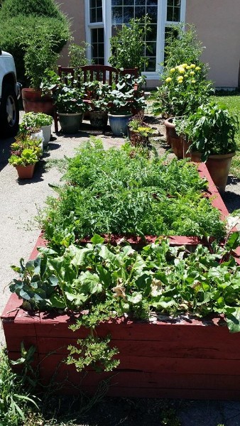A Guide to Growing Vegetables in Pots and Containers - Countryside
